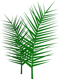 palm branch